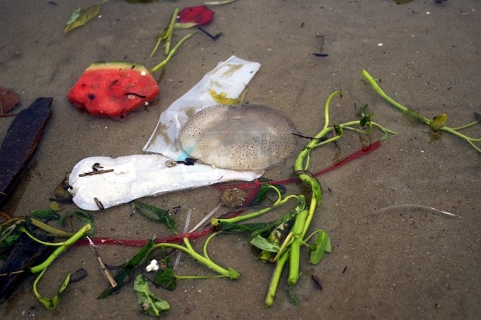 Những còn sứa chết dạt vào bờ cùng các loại rác sinh hoạt ở biển Bãi Cháy